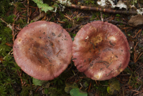 p1940406