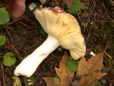 p1940370