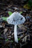 p1050592