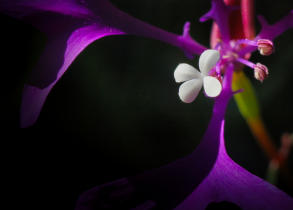 IMGP3975