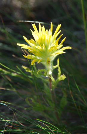 IMGP5922 Steens Mountain-Frenchglen