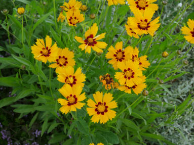 Desert Flowers