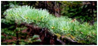 Pole Creek to Obsidian ©05 Tim Satterfield